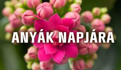 HOGYHA VIRÁG LENNÉK, ÖLELNÉLEK JÓ ILLATTAL