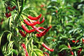 A CHILI TERMESZTÉSE