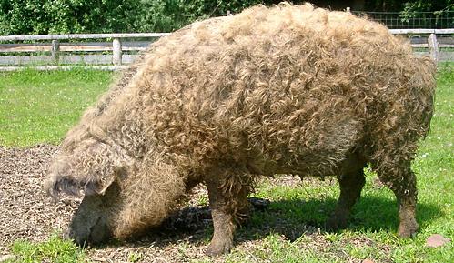 MANGALICA, AVAGY A GYAPJAS DISZNÓ