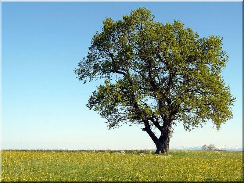 „LOVE A TREE DAY”- „SZERESD A FÁT!”- NAP
