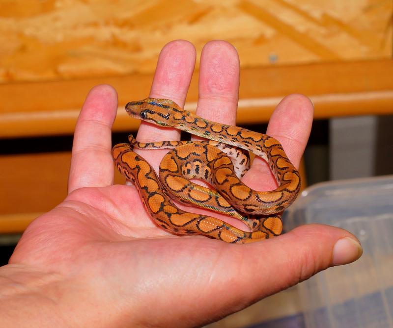 ŐSZI SZÉLBEN, HÜLLŐ IDŐ!: Apró testű kézben tartott kígyó