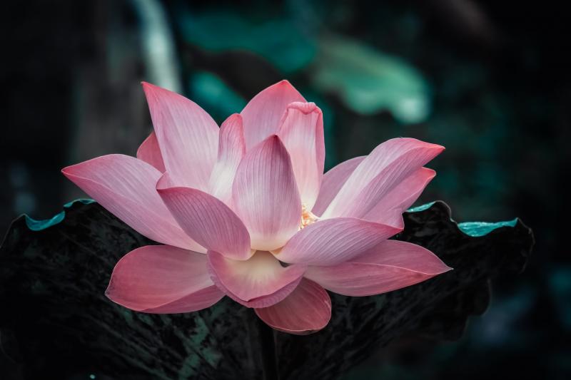 AZ ÉLETREFORM KLUBHOZ KAPCSOLÓDÓ PROGRAM: Illusztratív fotó egy lótusz virágról