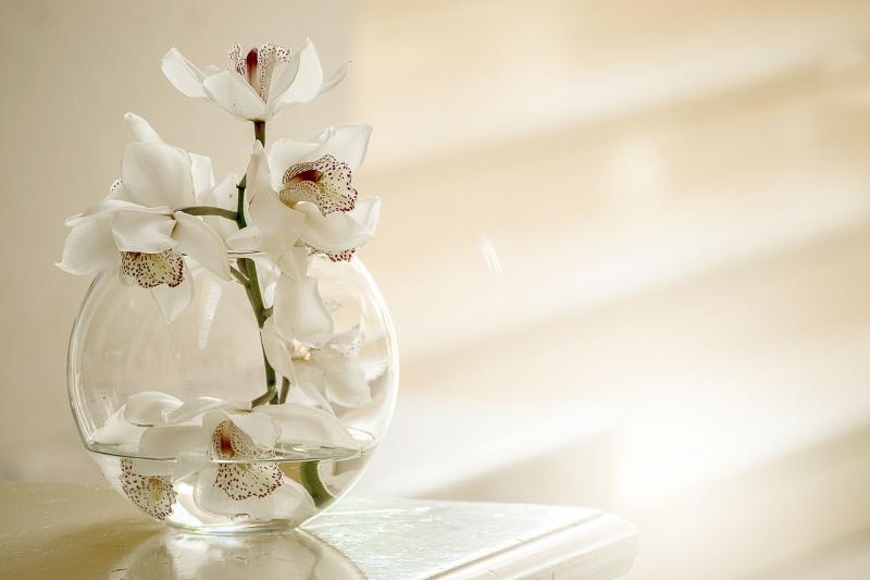 NŐNEK LENNI JÓ!: Orchideát ábrázoló illusztratív fotó